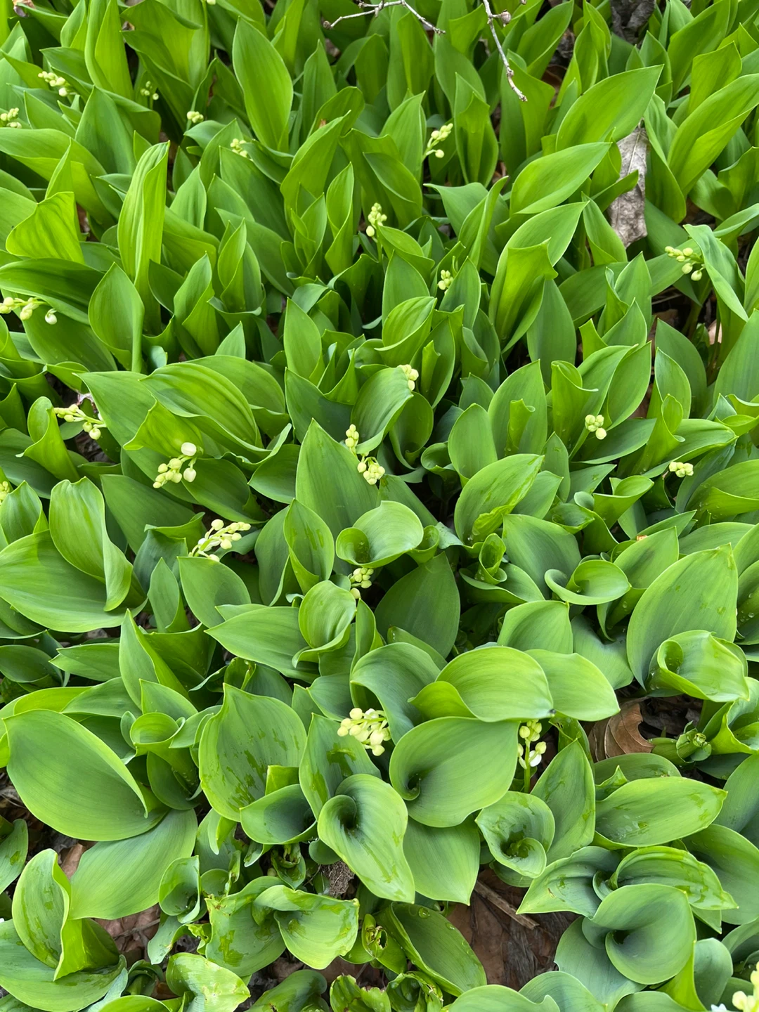 Lily of the Valley Plants - photo 3