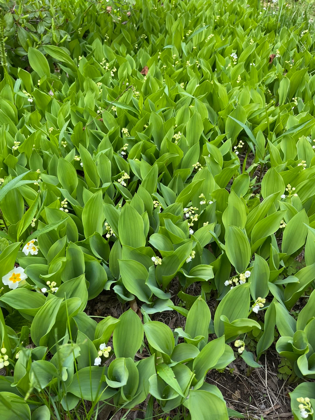 Lily of the Valley Plants - photo 4