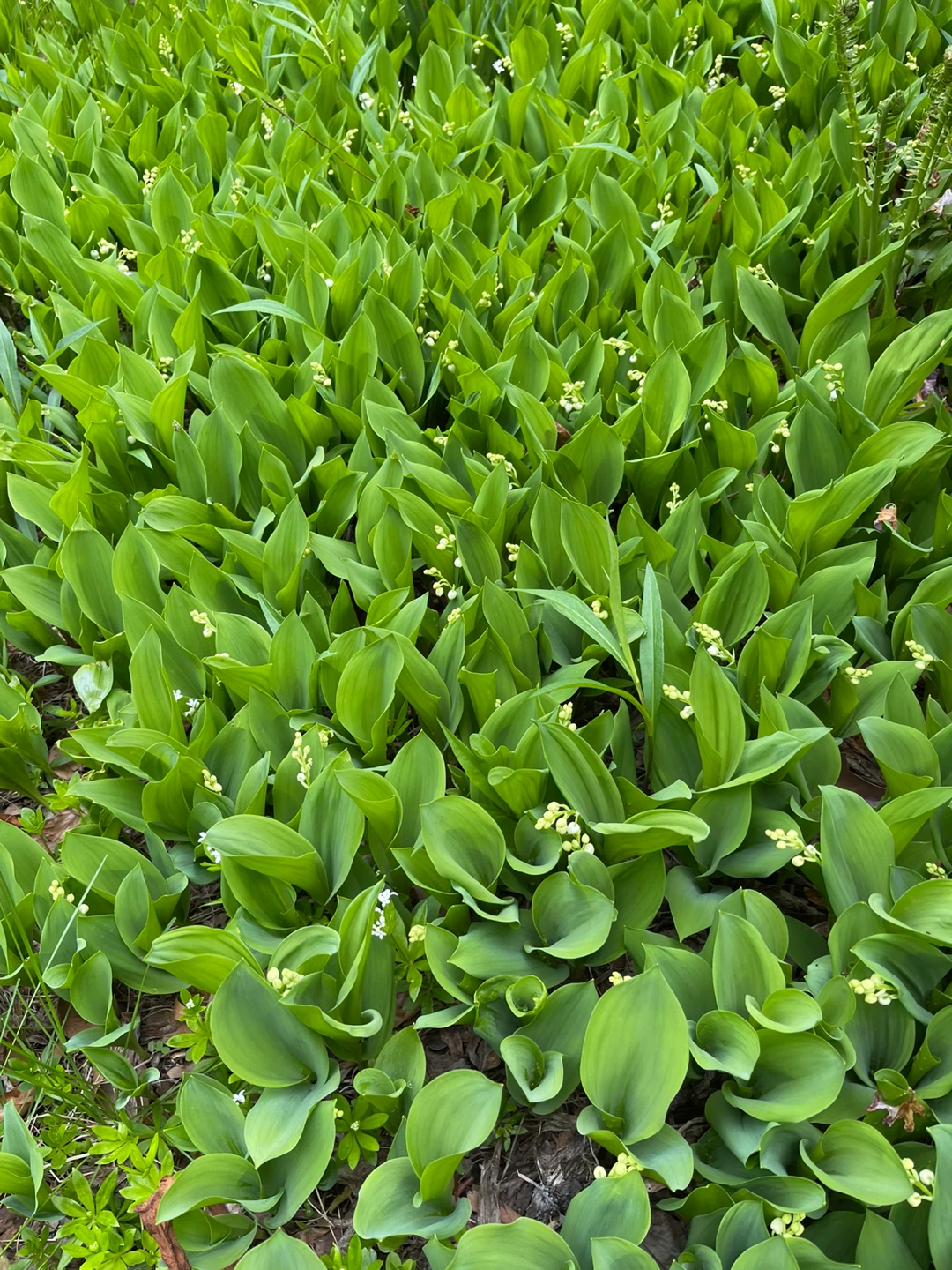 Lily of the Valley Plants - photo 2