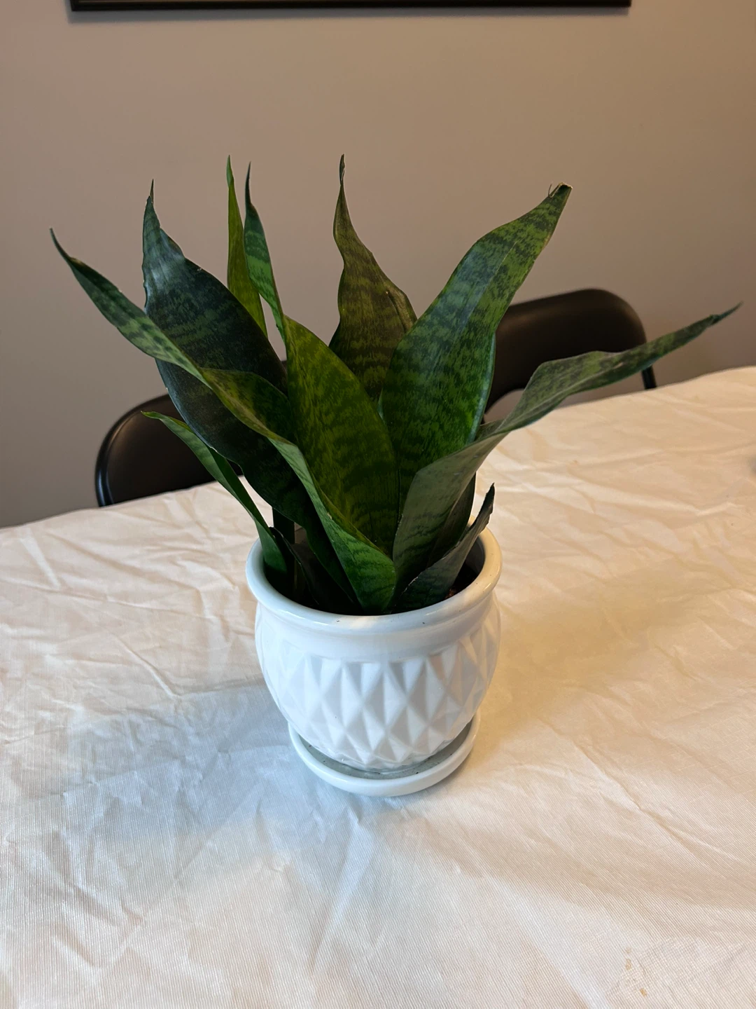Snake Plant in White Decorative Pot