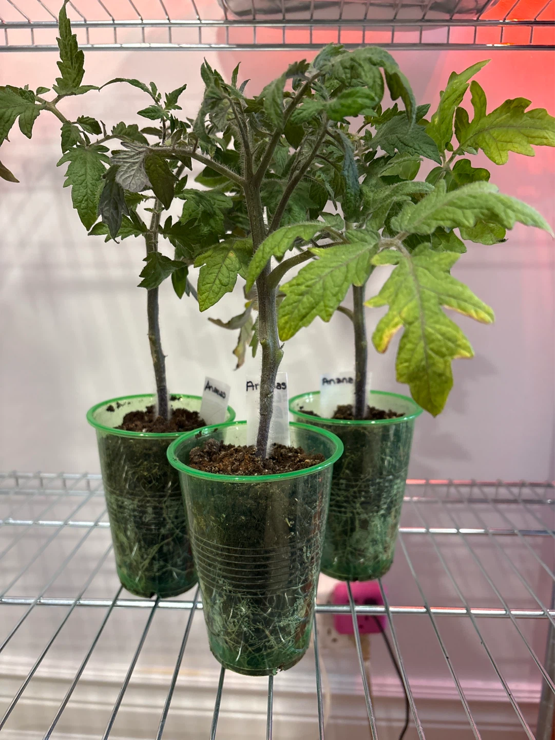 Assorted Heirloom Tomato Seedlings - photo 2