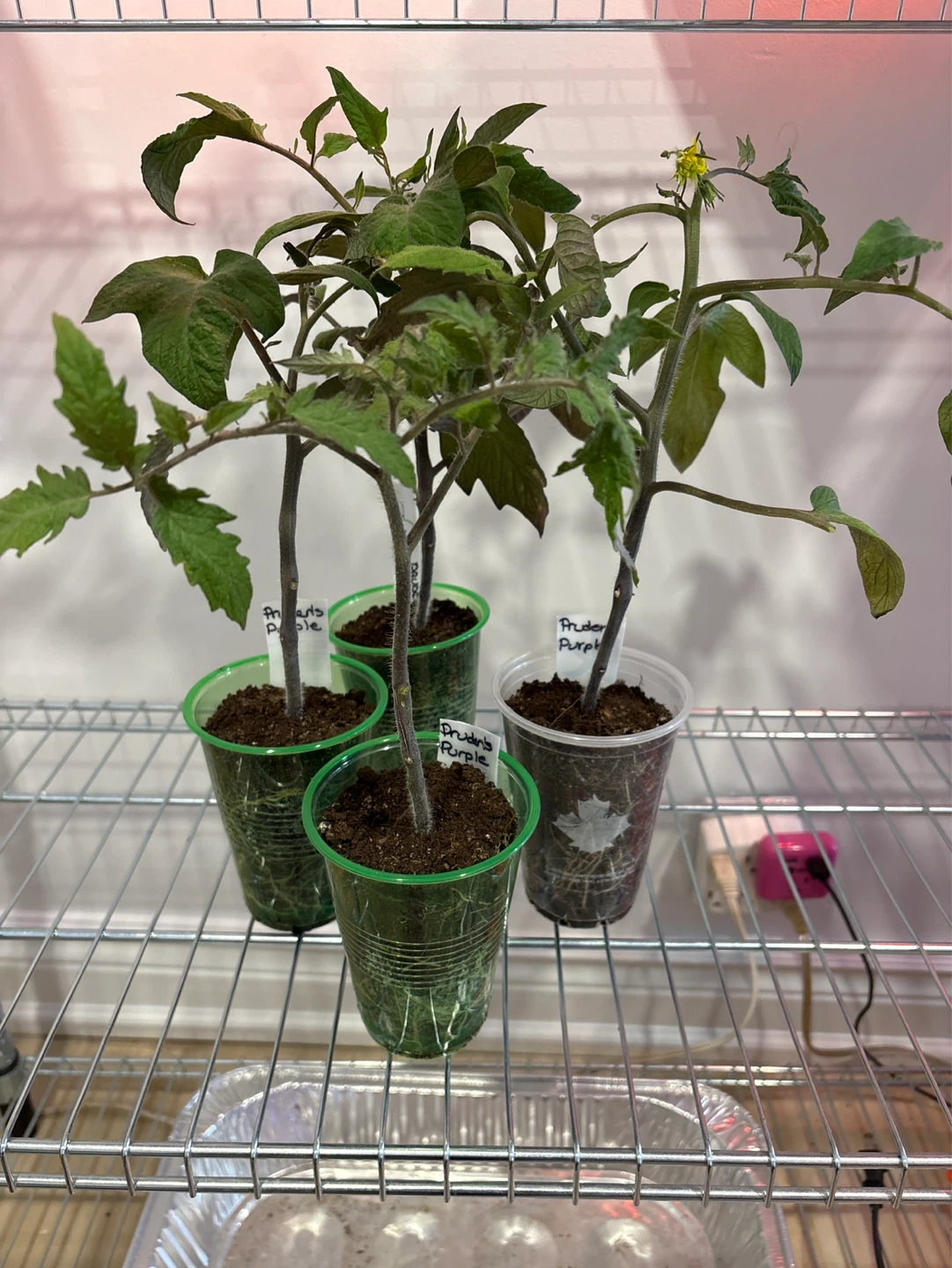 Assorted Heirloom Tomato Seedlings