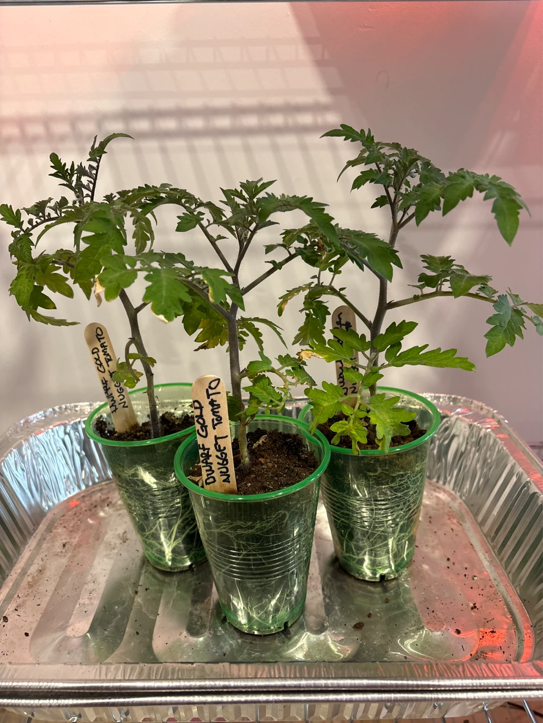 Assorted Heirloom Tomato Seedlings - photo 4