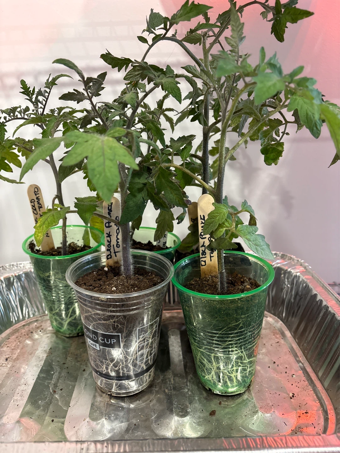 Assorted Heirloom Tomato Seedlings - photo 3