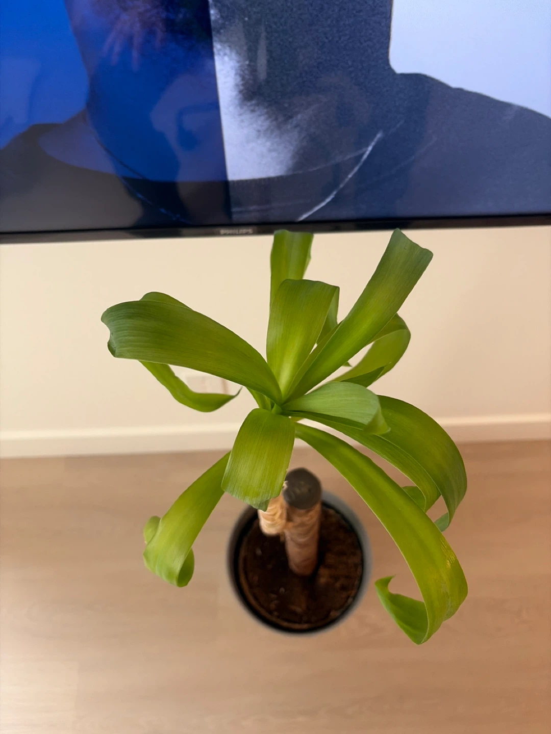 Corn Plant (Dracaena fragrans) - photo 4