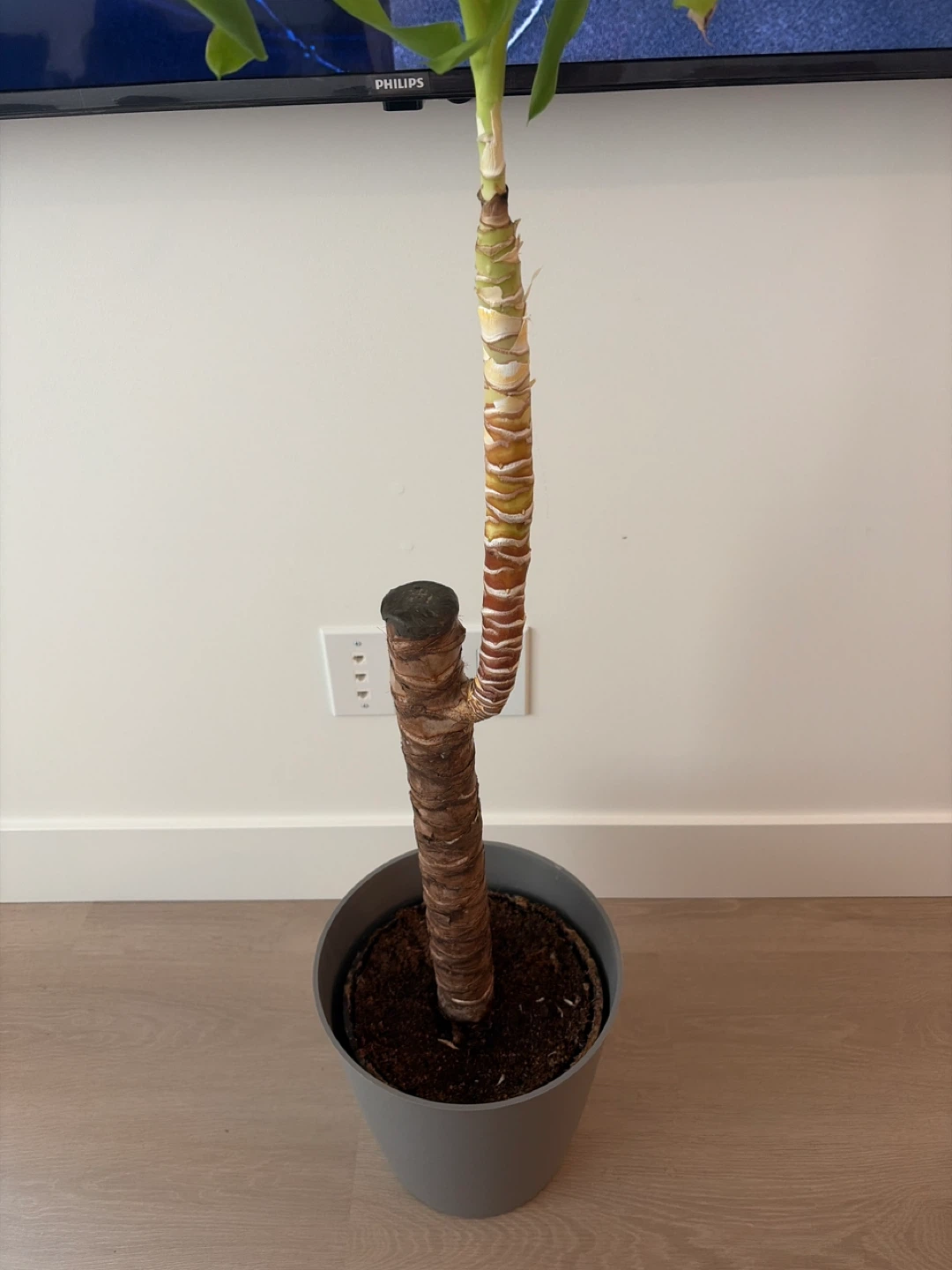 Corn Plant (Dracaena fragrans) - photo 2