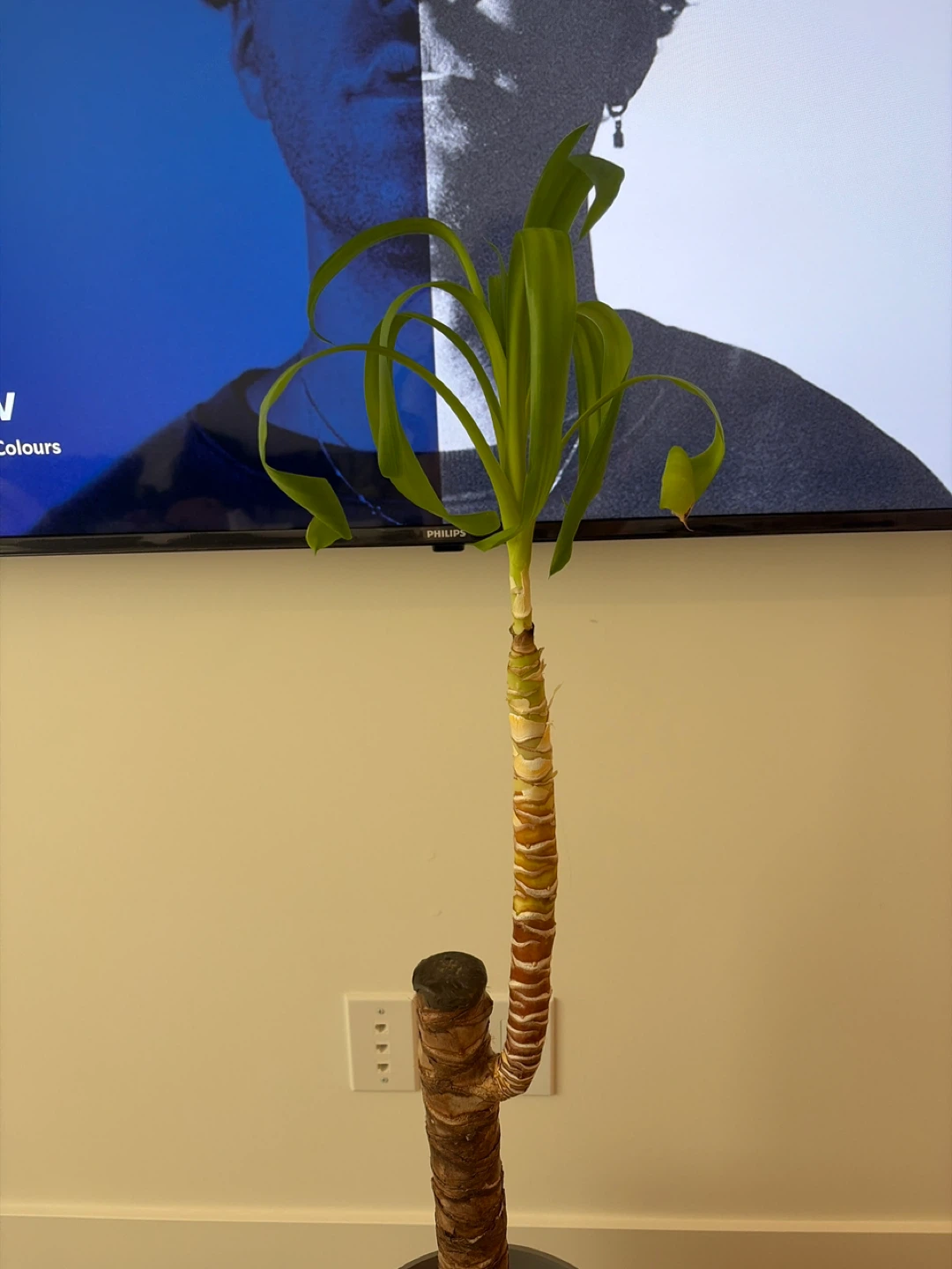 Corn Plant (Dracaena fragrans) - photo 3