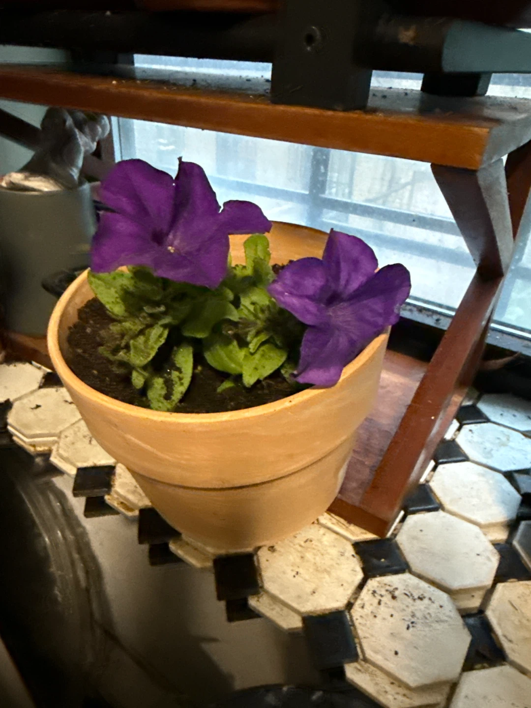 Purple Petunia Plant in Terracotta Pot