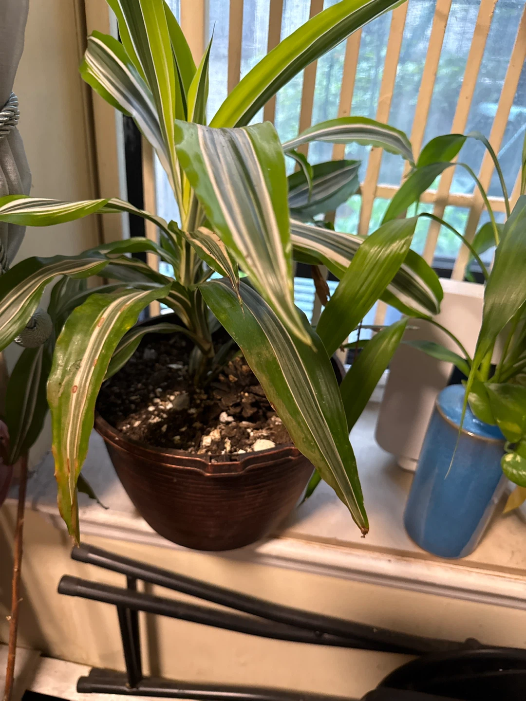 Corn Plant - photo 2