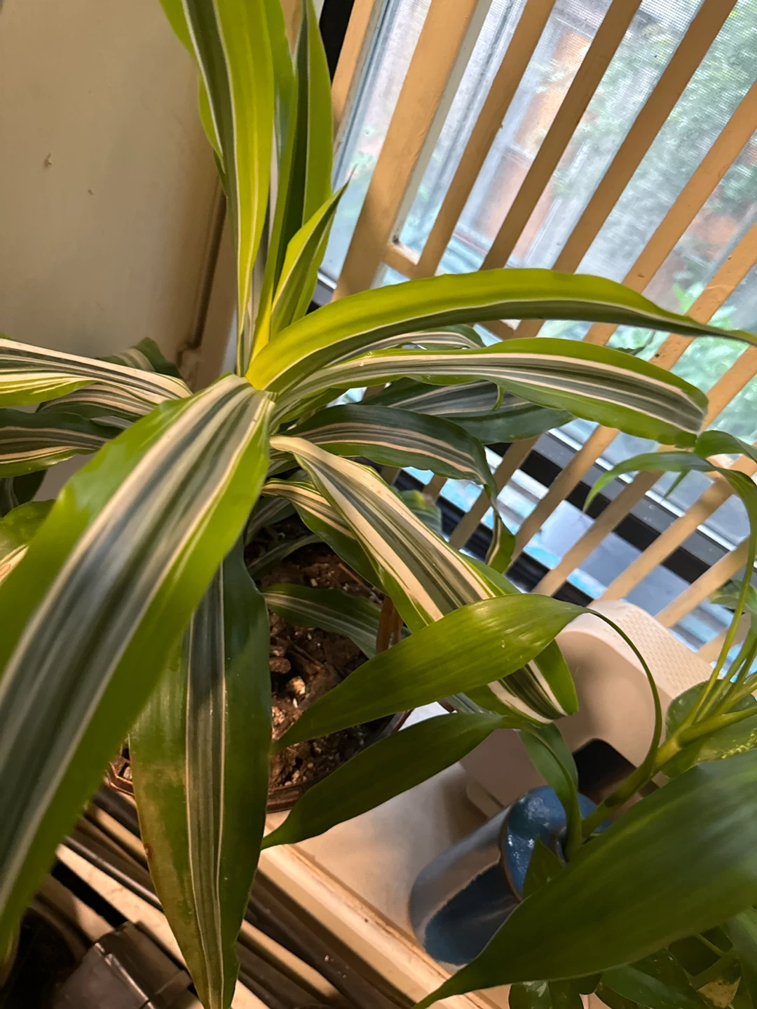 Corn Plant