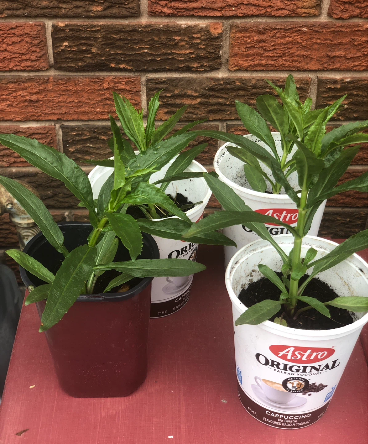 2 Pink Obidience,  Perennial flower plants - photo 4