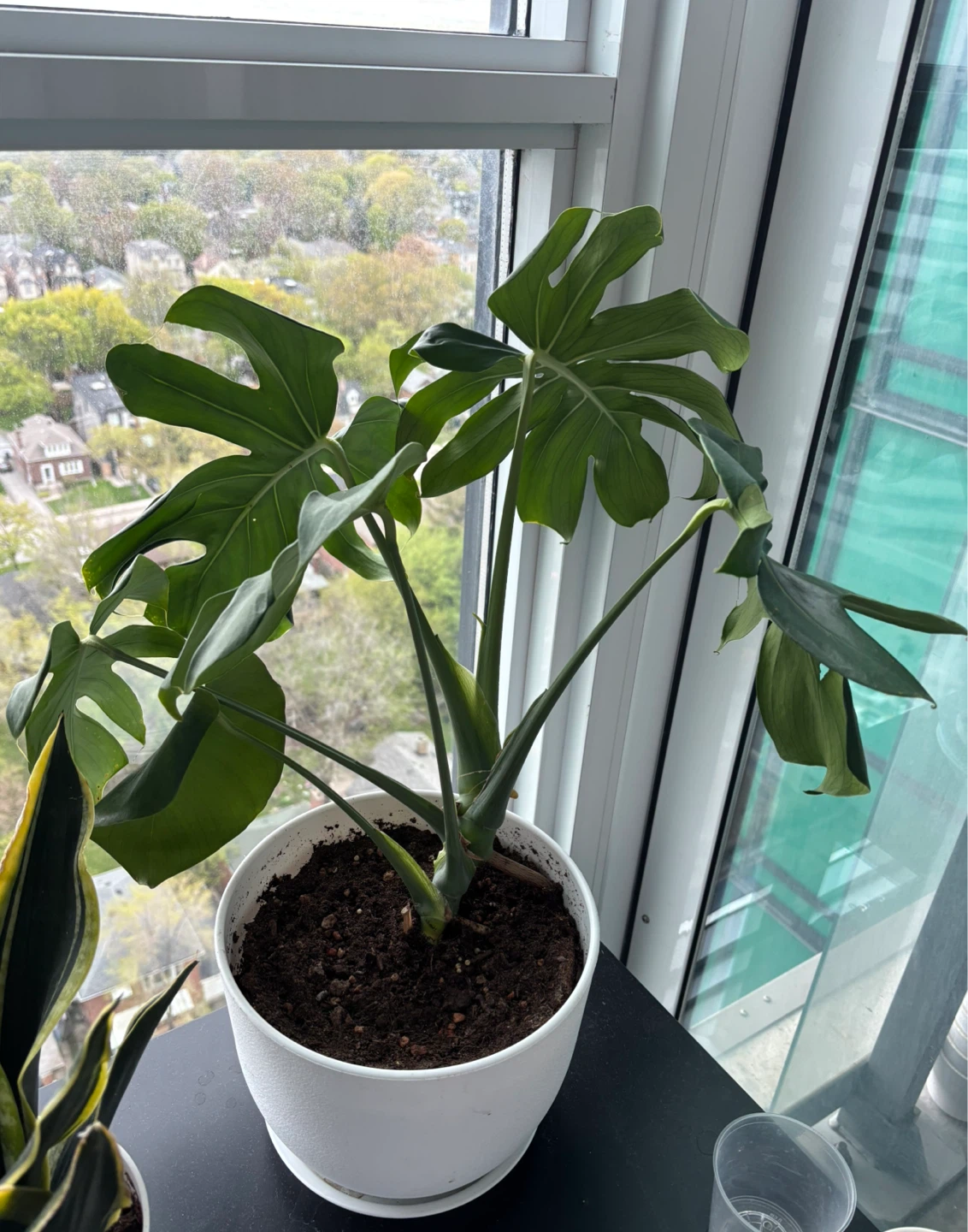 Monstera