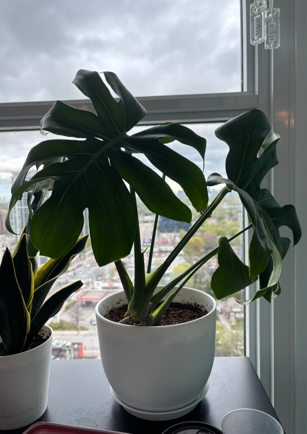 Monstera - photo 2