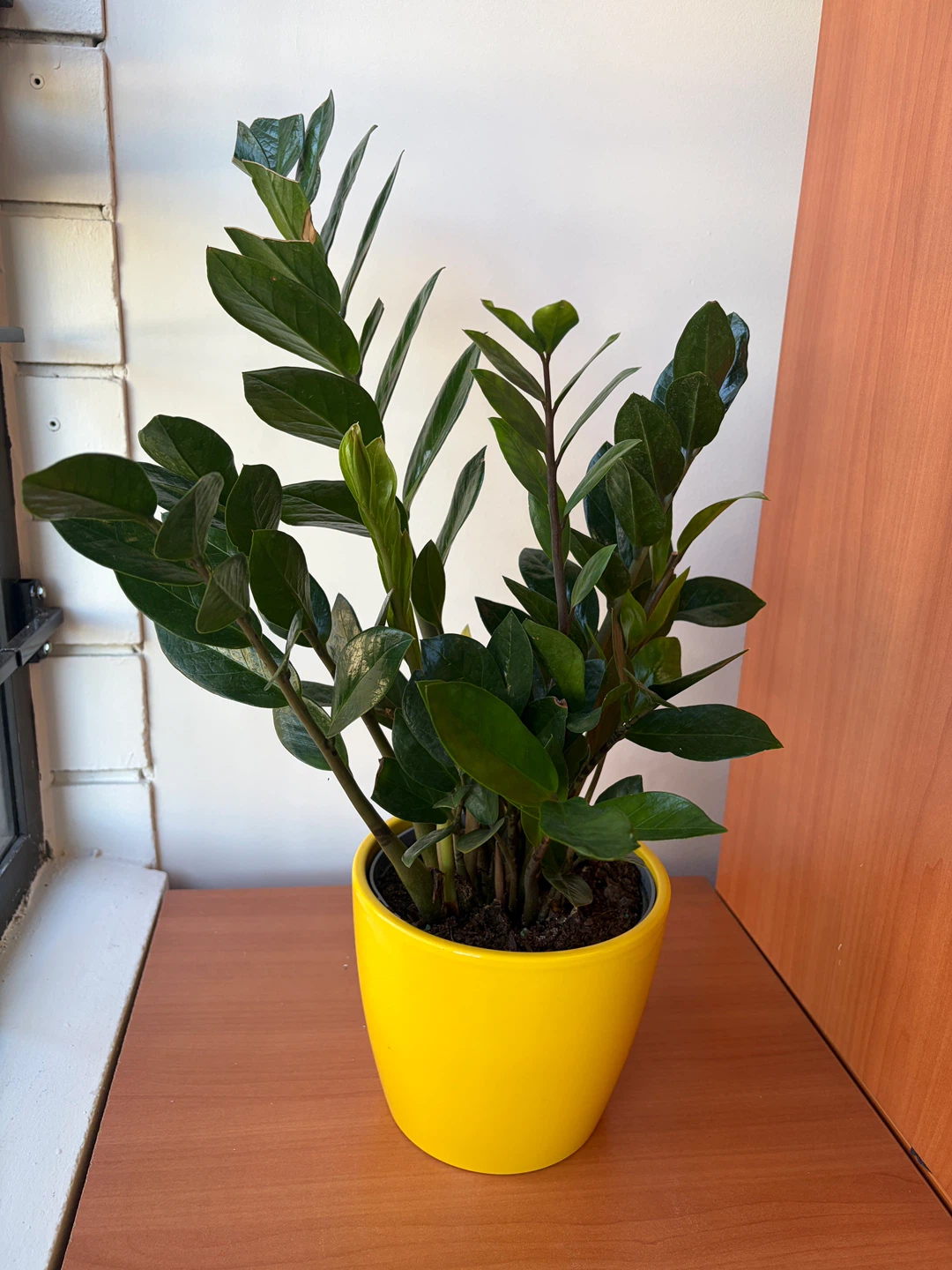ZZ Plant in Yellow Pot