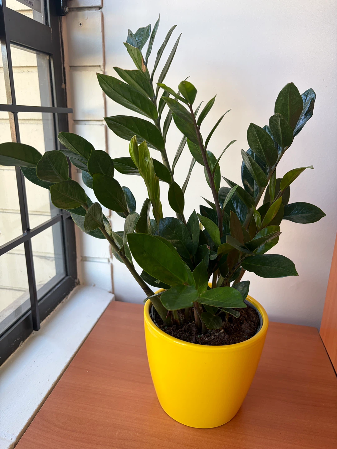 ZZ Plant in Yellow Pot - photo 2