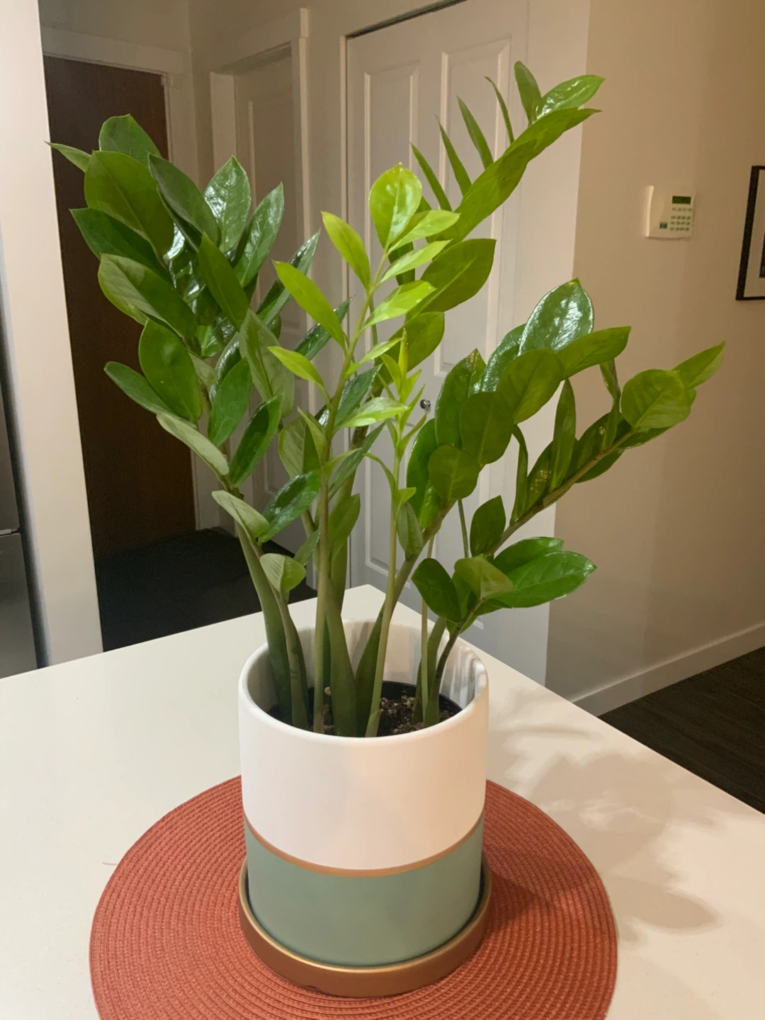 ZZ Plant in White and Green Pot
