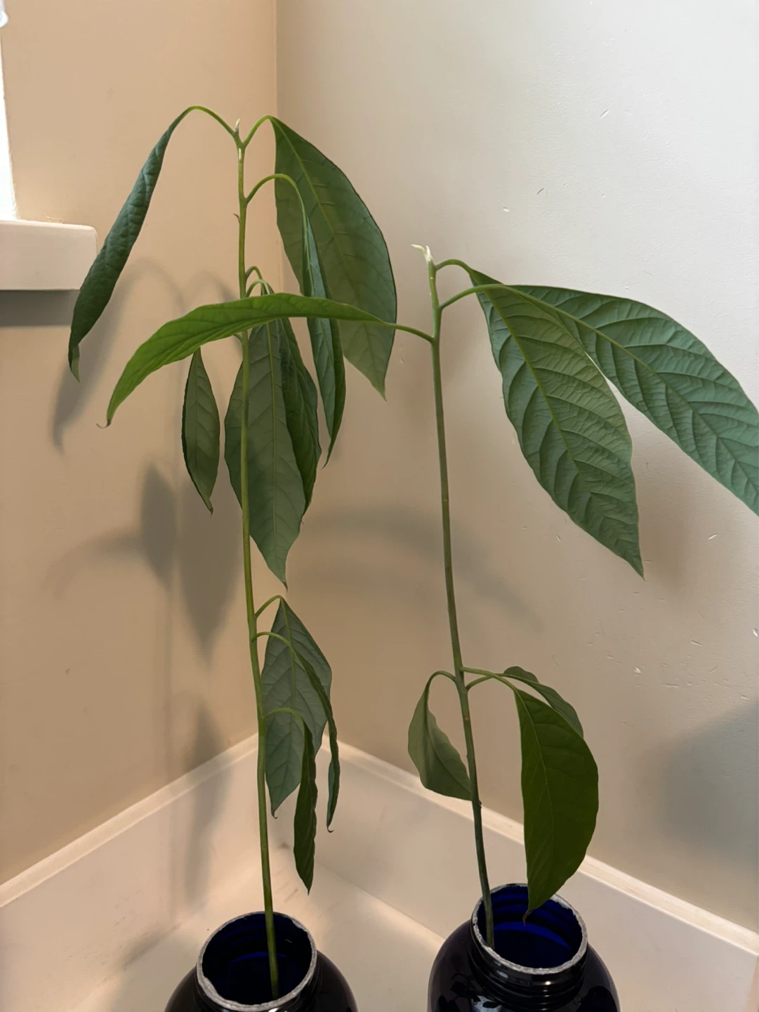 Avocado Seedlings / Young Avocado Plants – Grown from Seed 🌱 - photo 2
