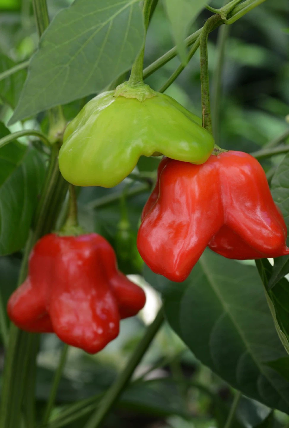 Mad Hatter Peppers — Sweet, Mild, Organically Grown