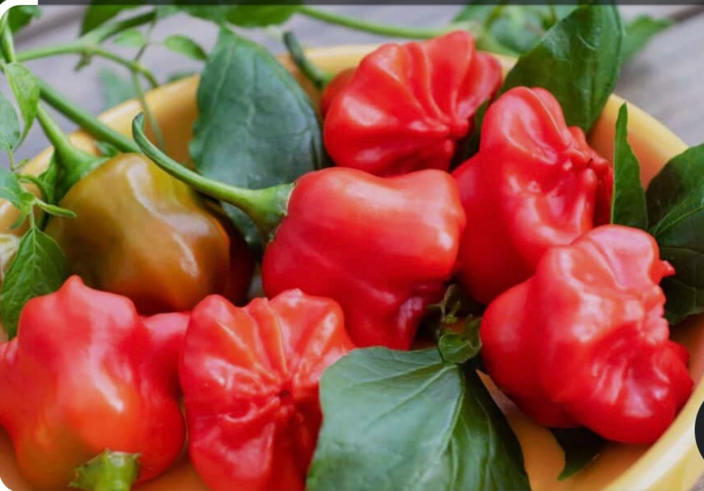 Mad Hatter Peppers — Sweet, Mild, Organically Grown - photo 2