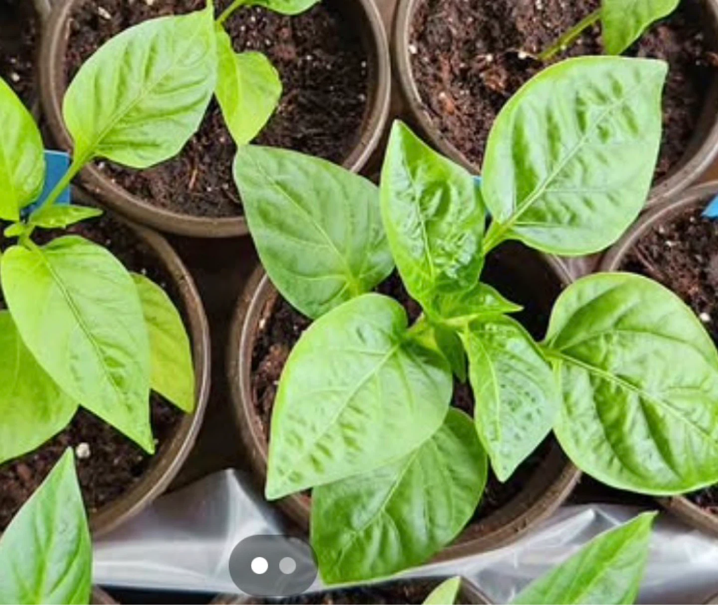 Mad Hatter Peppers — Sweet, Mild, Organically Grown - photo 3