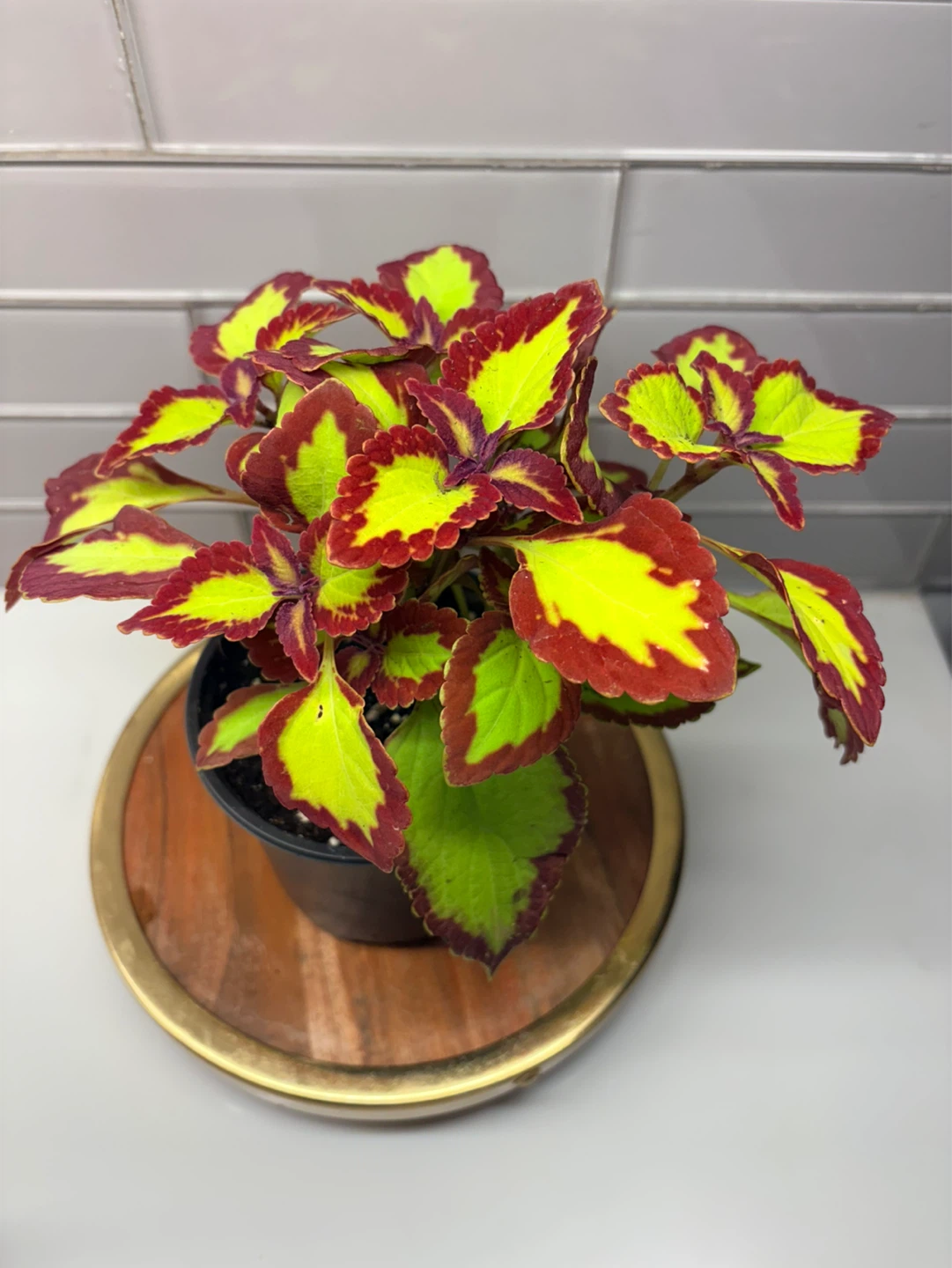 Assorted Coleus Plants -3.5” pot - photo 4