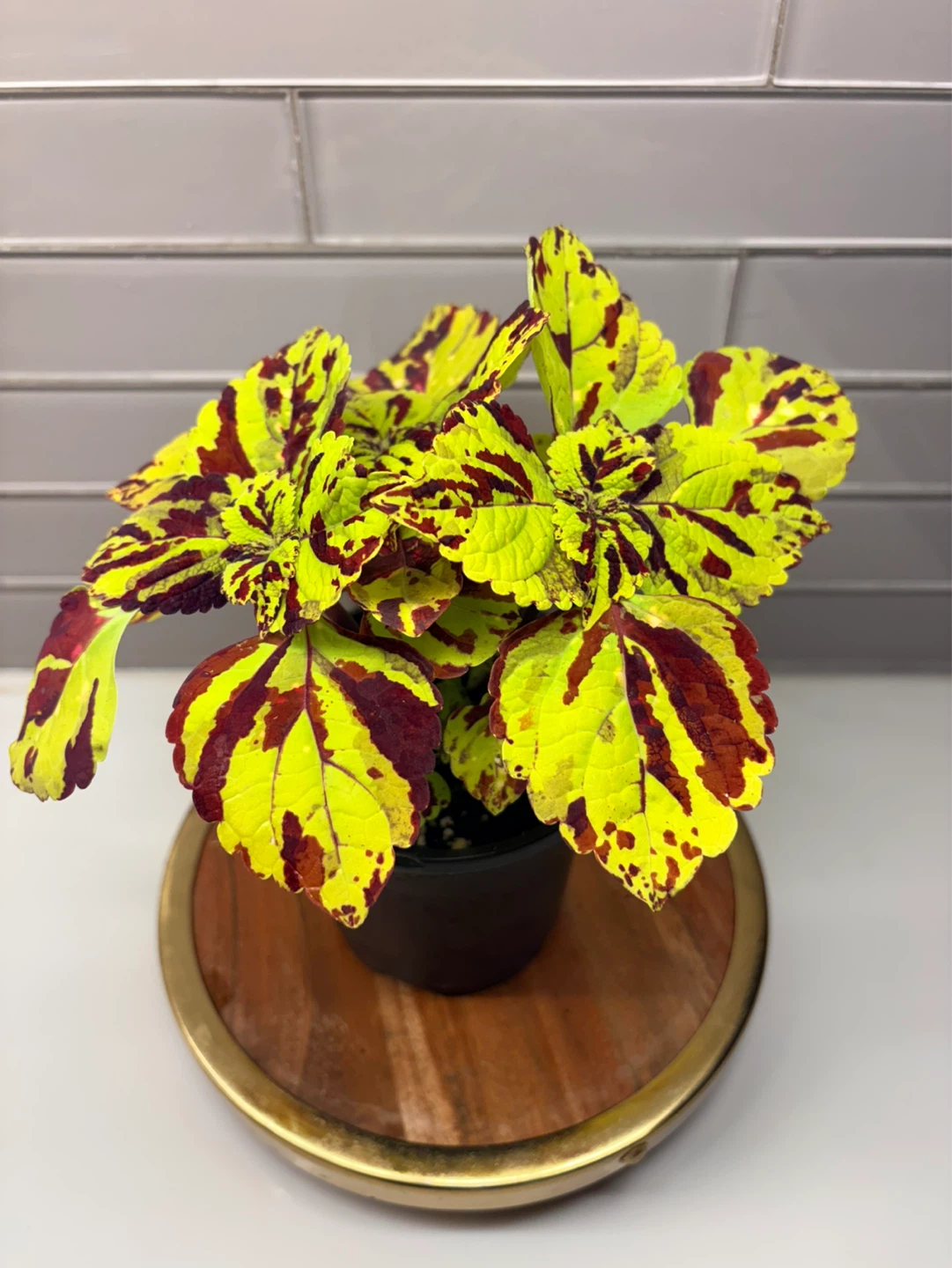 Assorted Coleus Plants -3.5” pot - photo 5