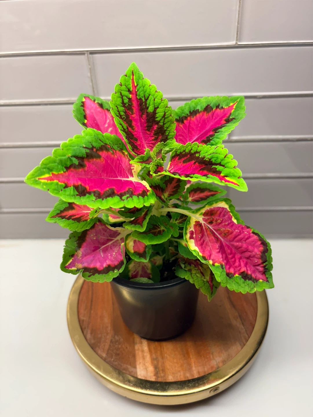 Assorted Coleus Plants -3.5” pot