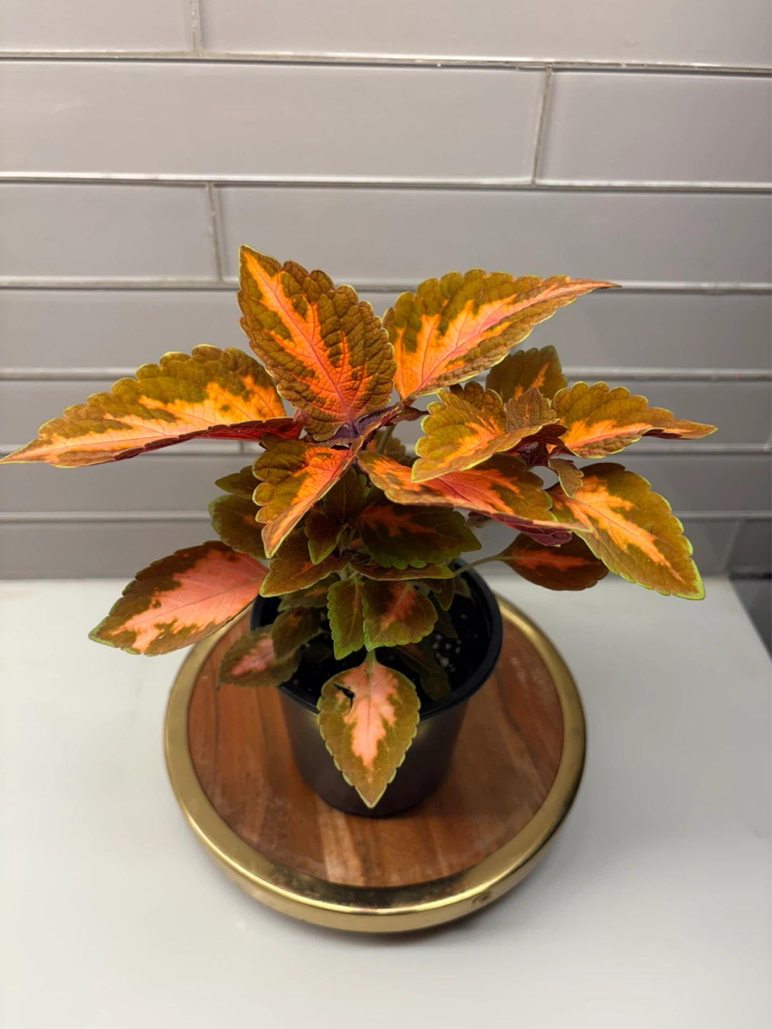Assorted Coleus Plants -3.5” pot - photo 2