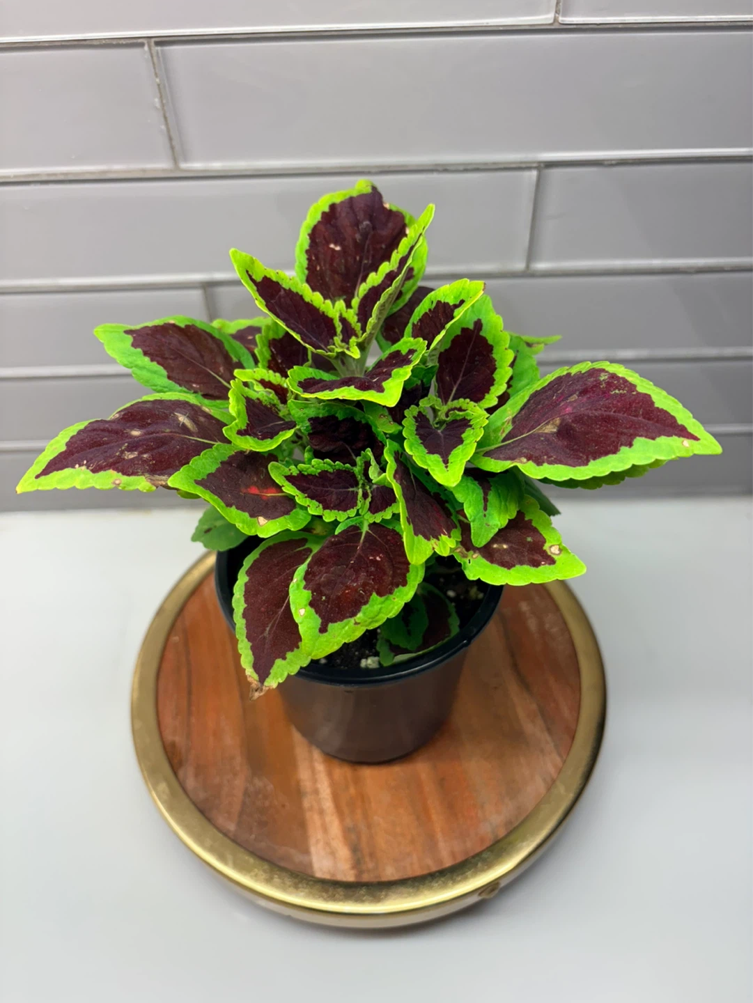 Assorted Coleus Plants -3.5” pot - photo 3