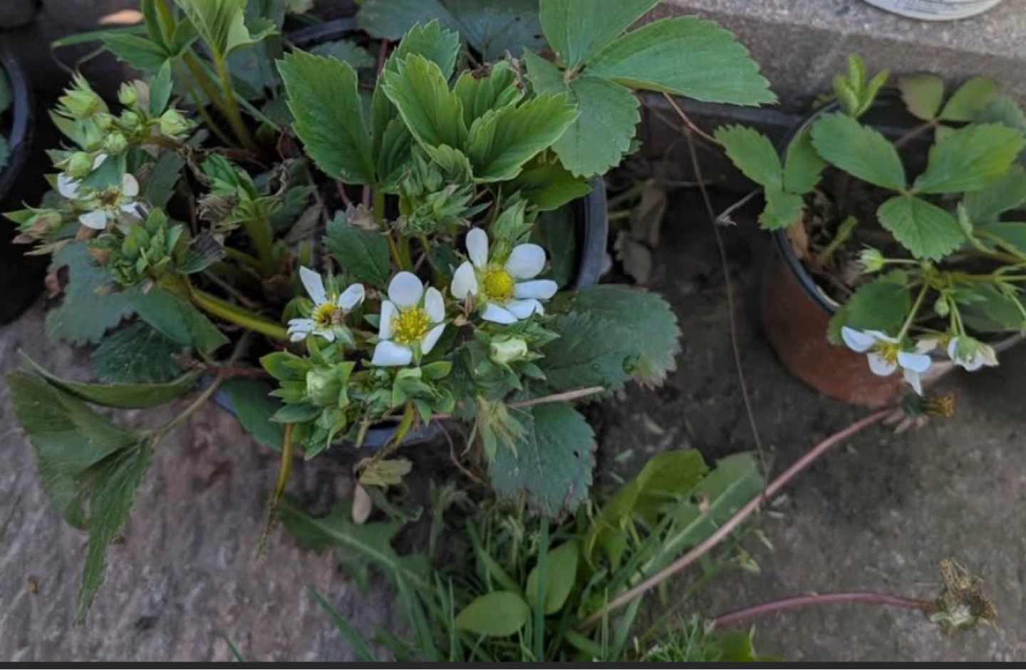 ORGANIC STRAWBERRY 🍓 plants in bloom