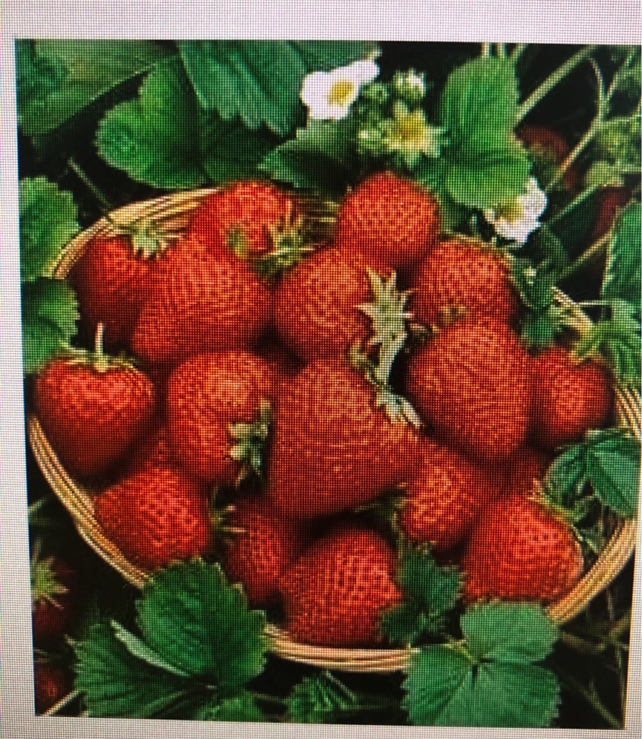 ORGANIC STRAWBERRY 🍓 plants in bloom - photo 2