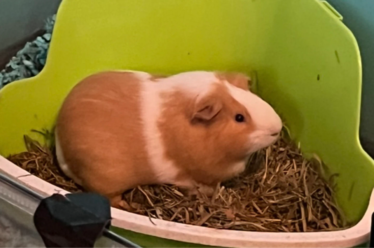 Guinea pig - photo 4