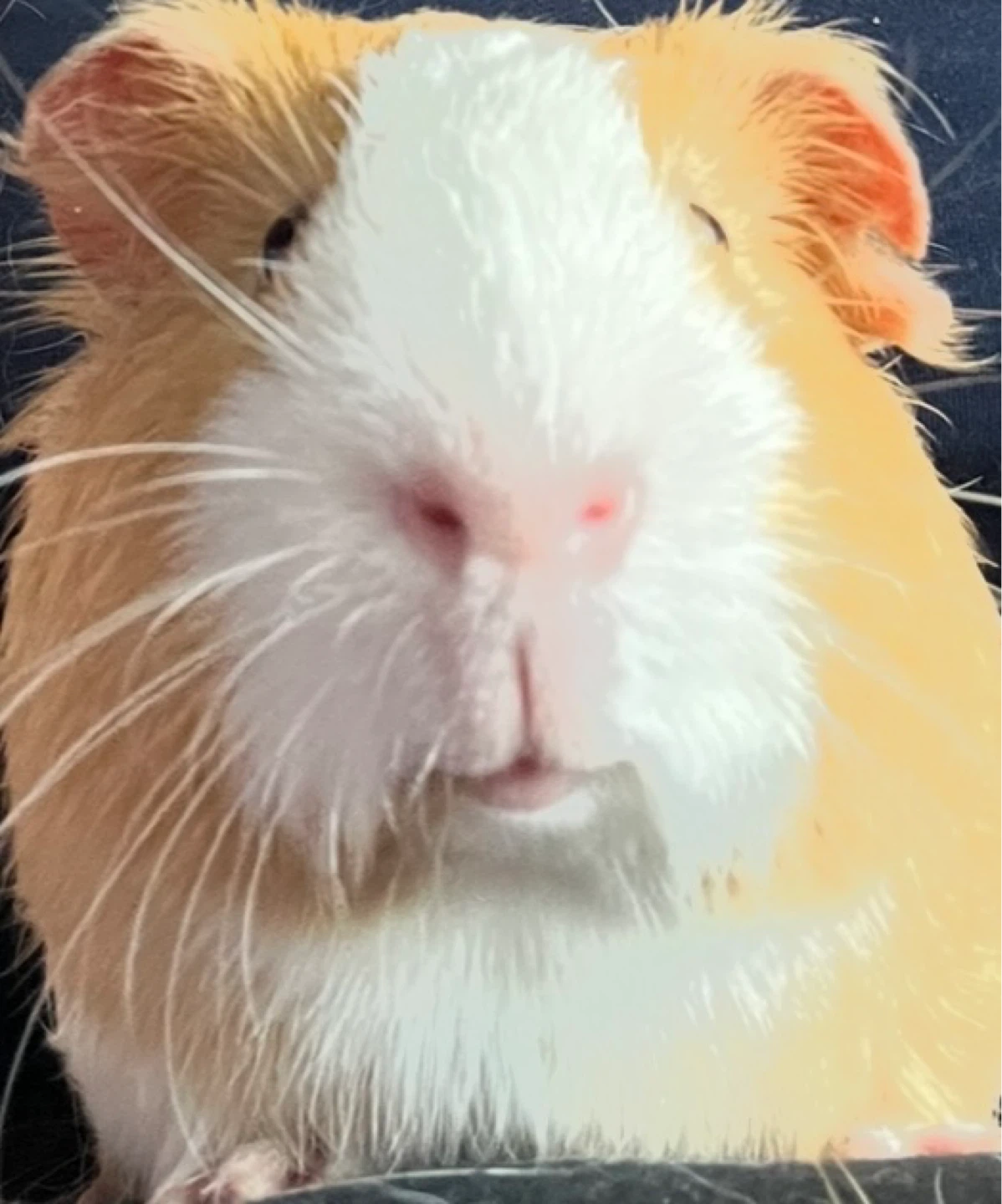 Guinea pig - photo 3
