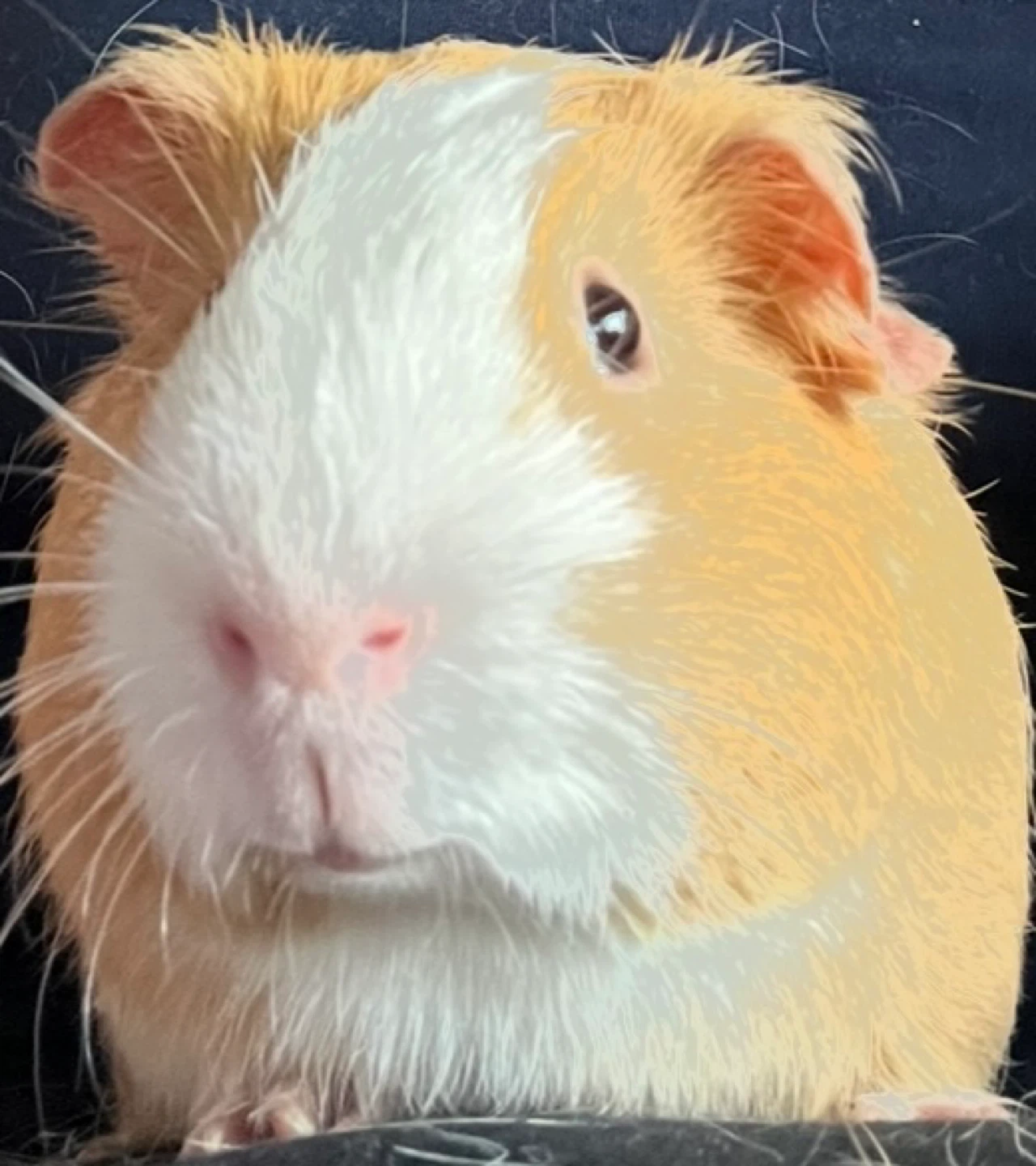Guinea pig - photo 2