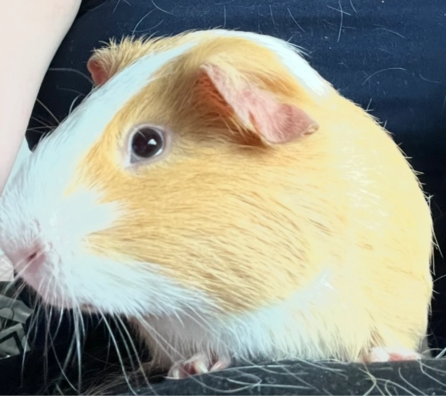 Guinea pig