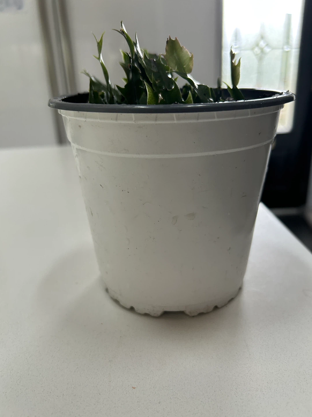Christmas Cactus Cutting in Pot