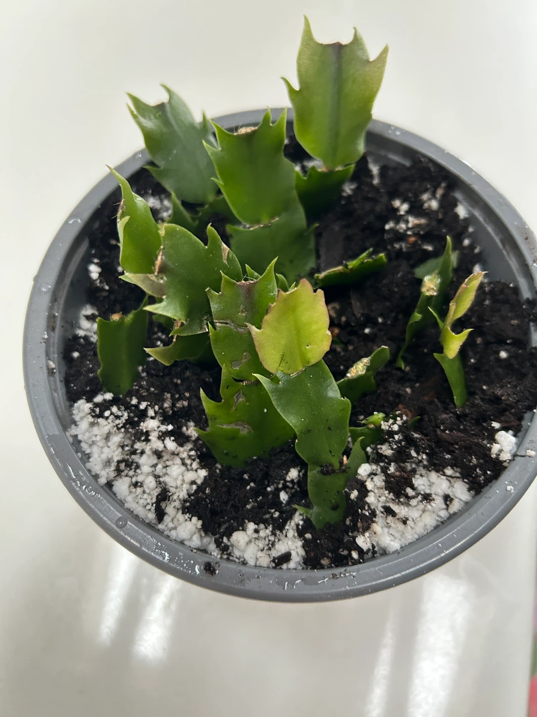 Christmas Cactus Cutting in Pot - photo 2