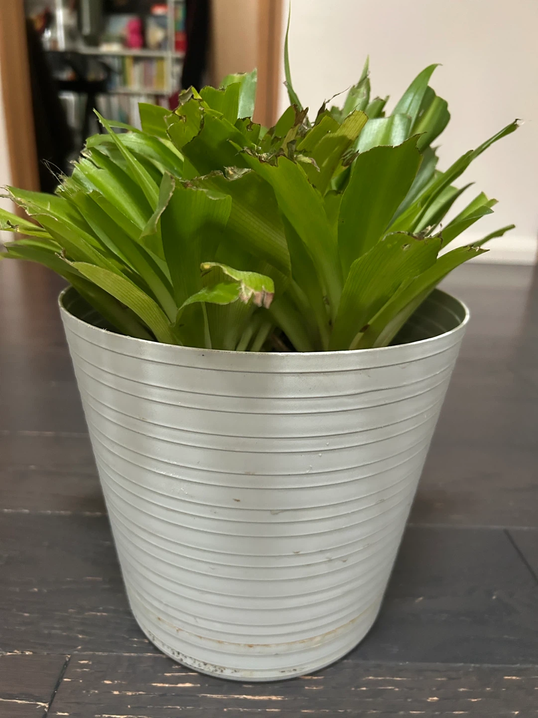 Spider Plant