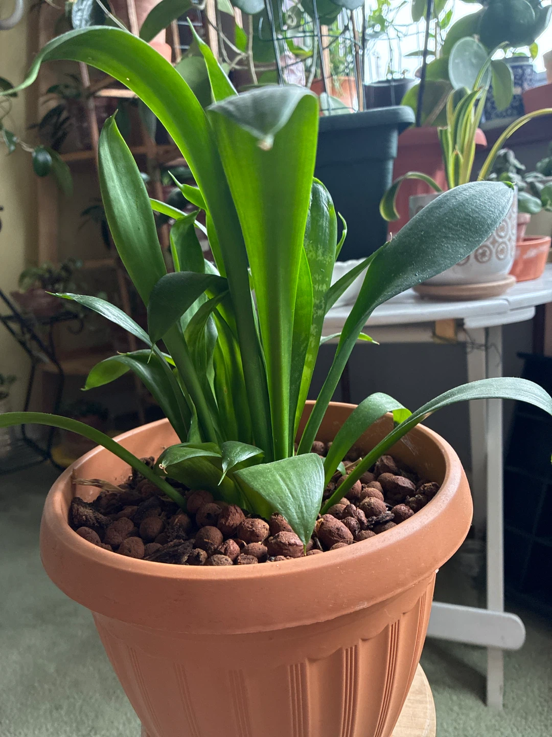Live Snake Plant in a plastic Pot - photo 3