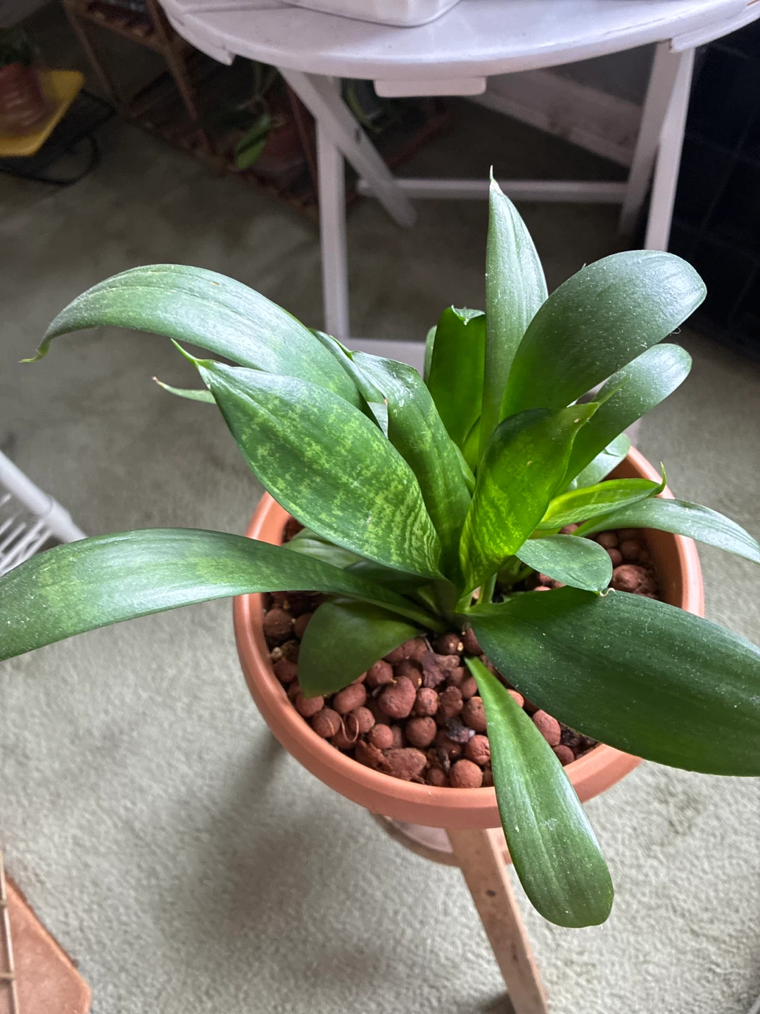 Live Snake Plant in a plastic Pot - photo 2