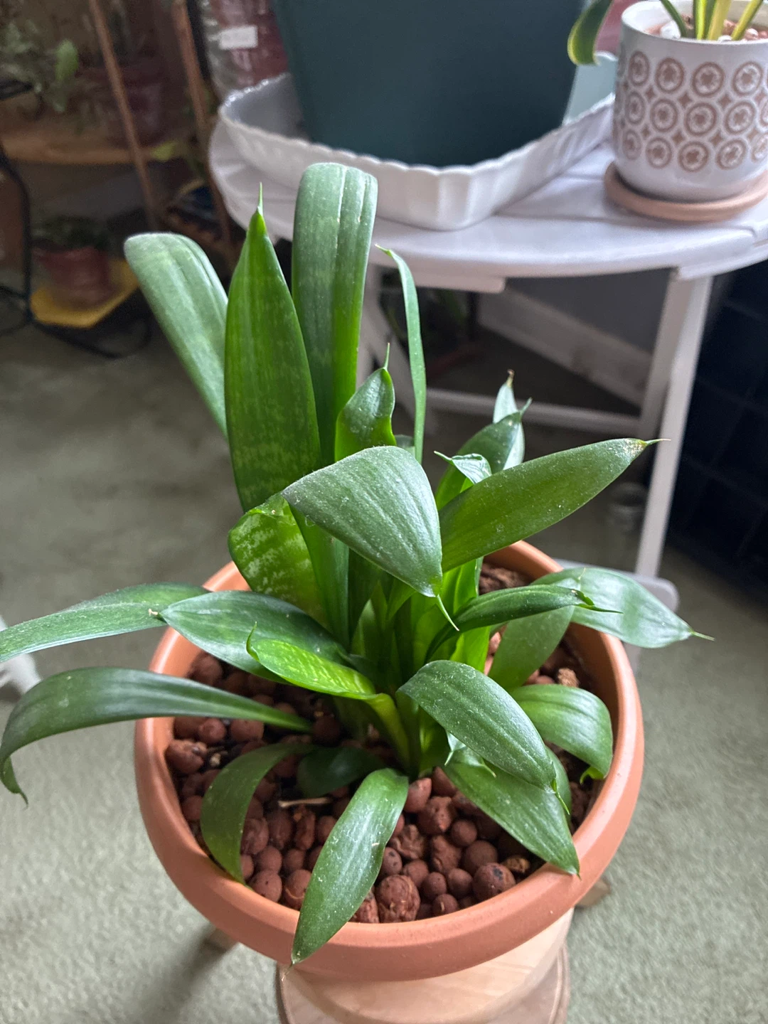 Live Snake Plant in a plastic Pot
