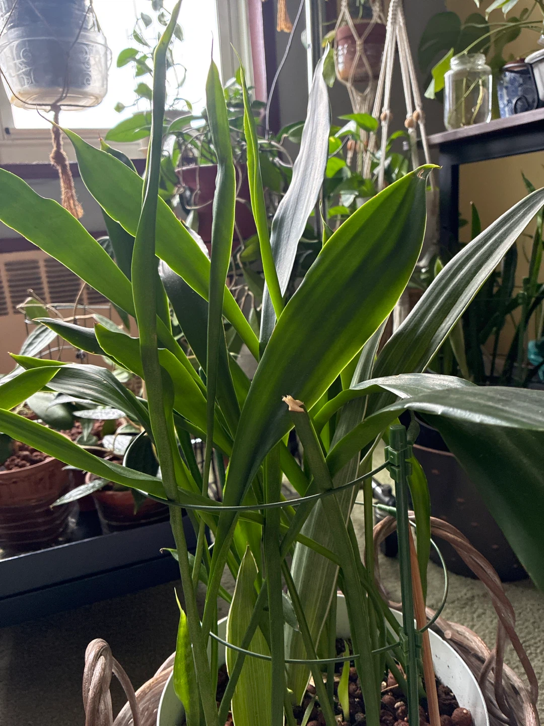 Potted snake Green Plant - photo 3