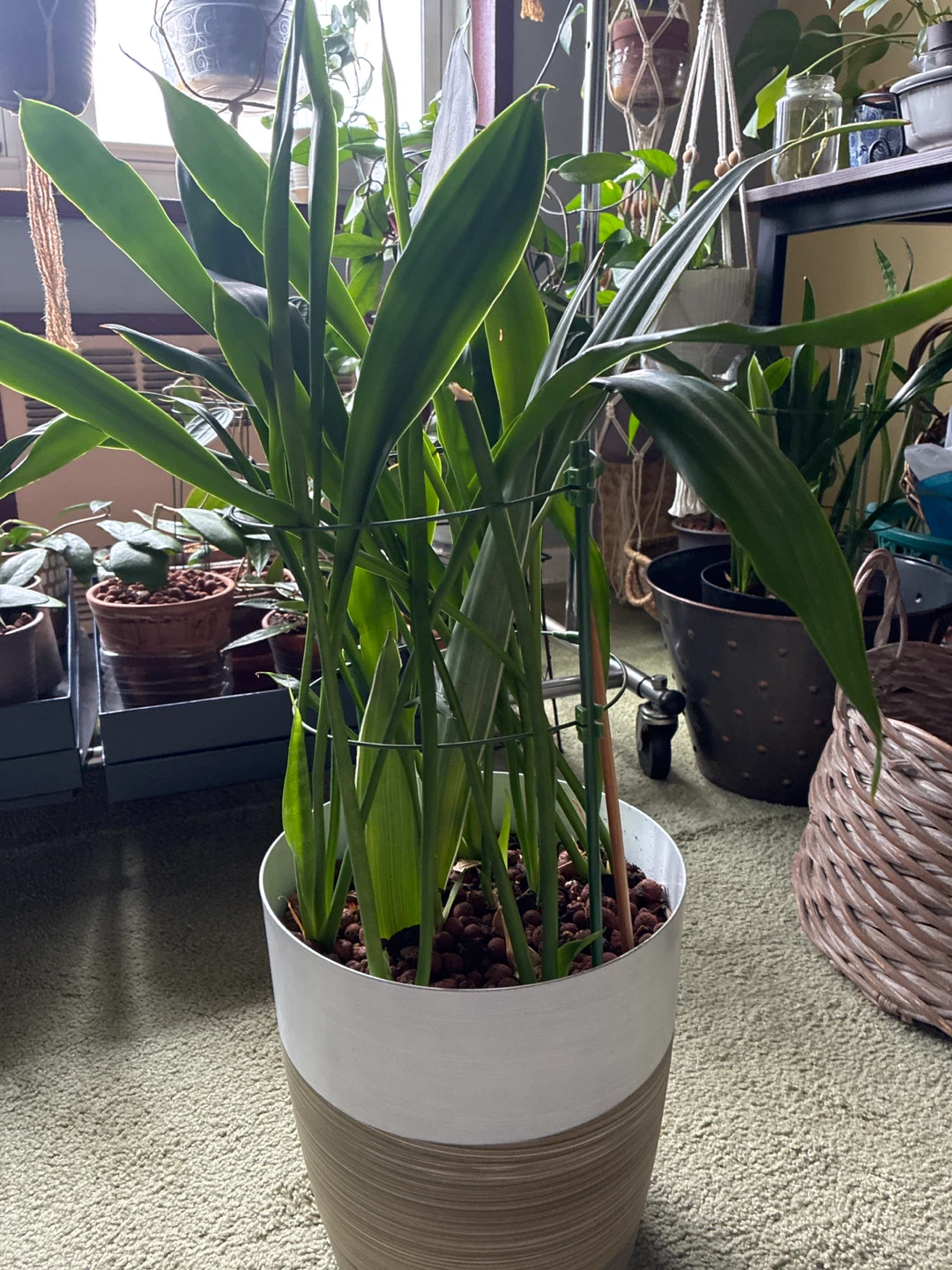 Potted snake Green Plant