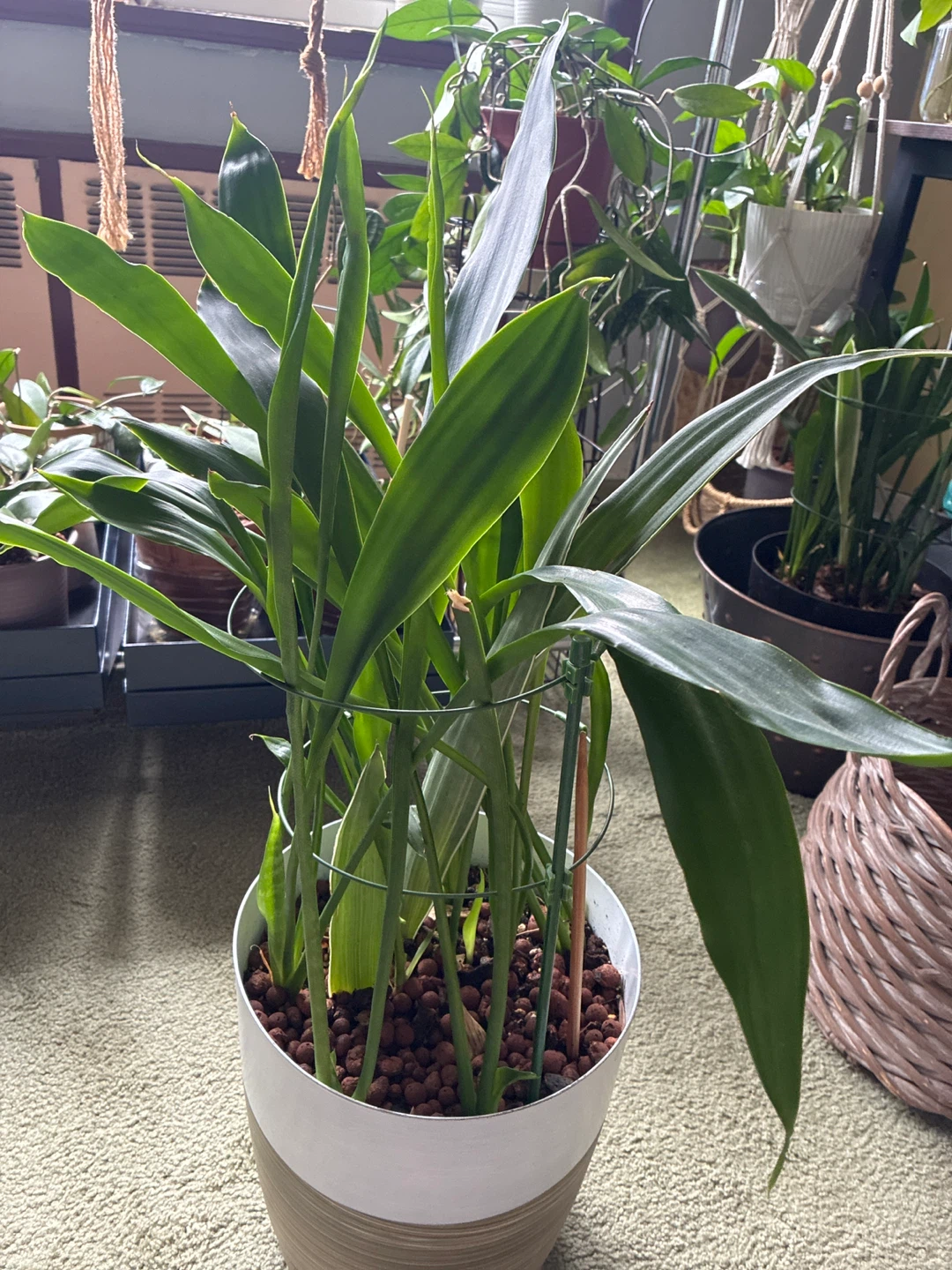 Potted snake Green Plant - photo 2