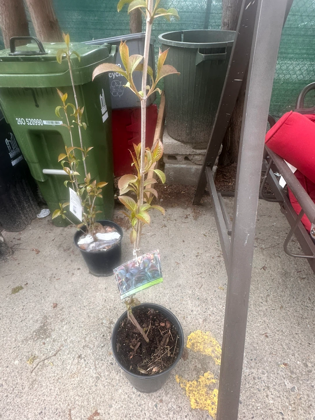 Nannyberry Viburnum lentago Plant - photo 4