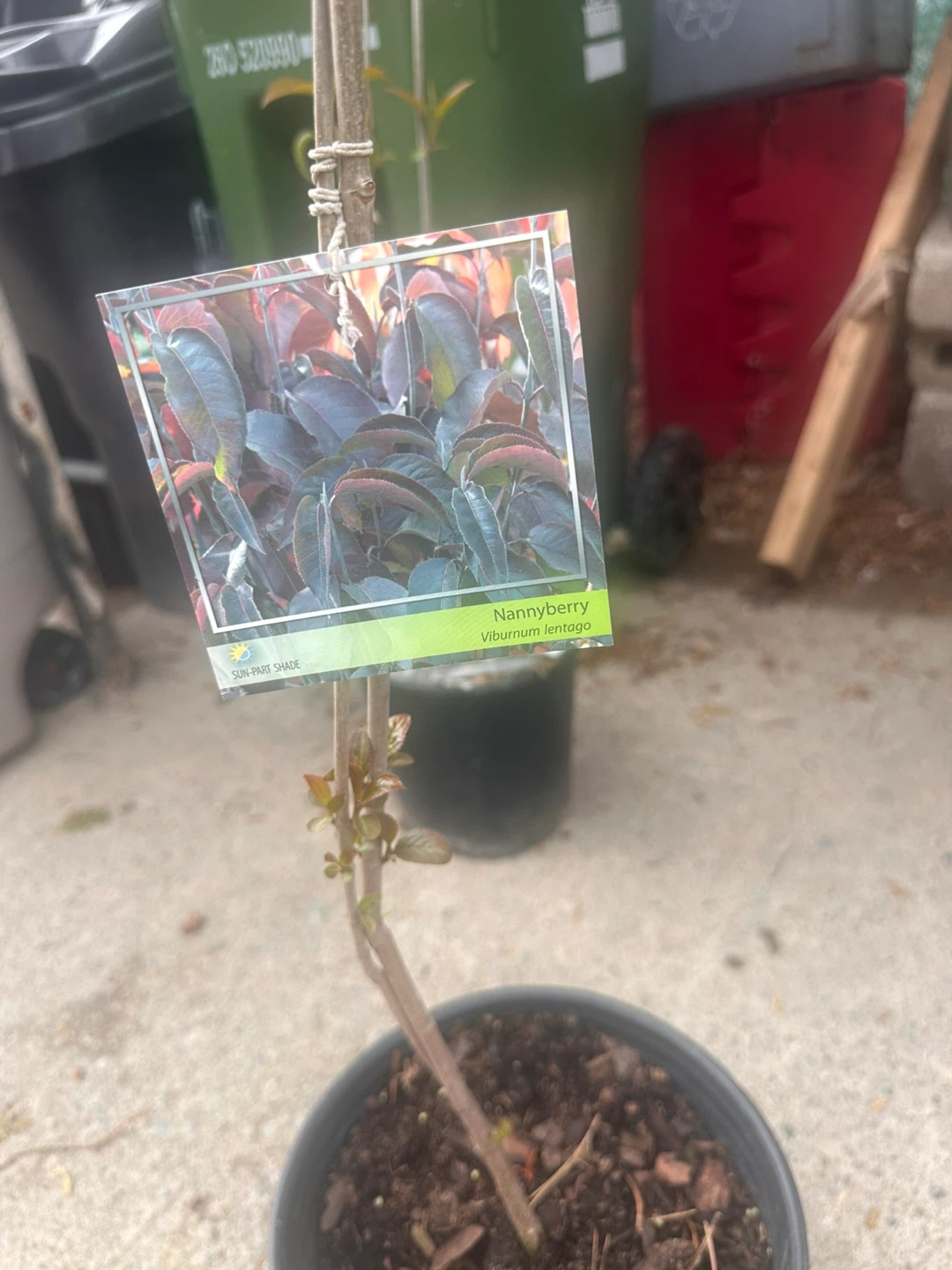Nannyberry Viburnum lentago Plant - photo 3
