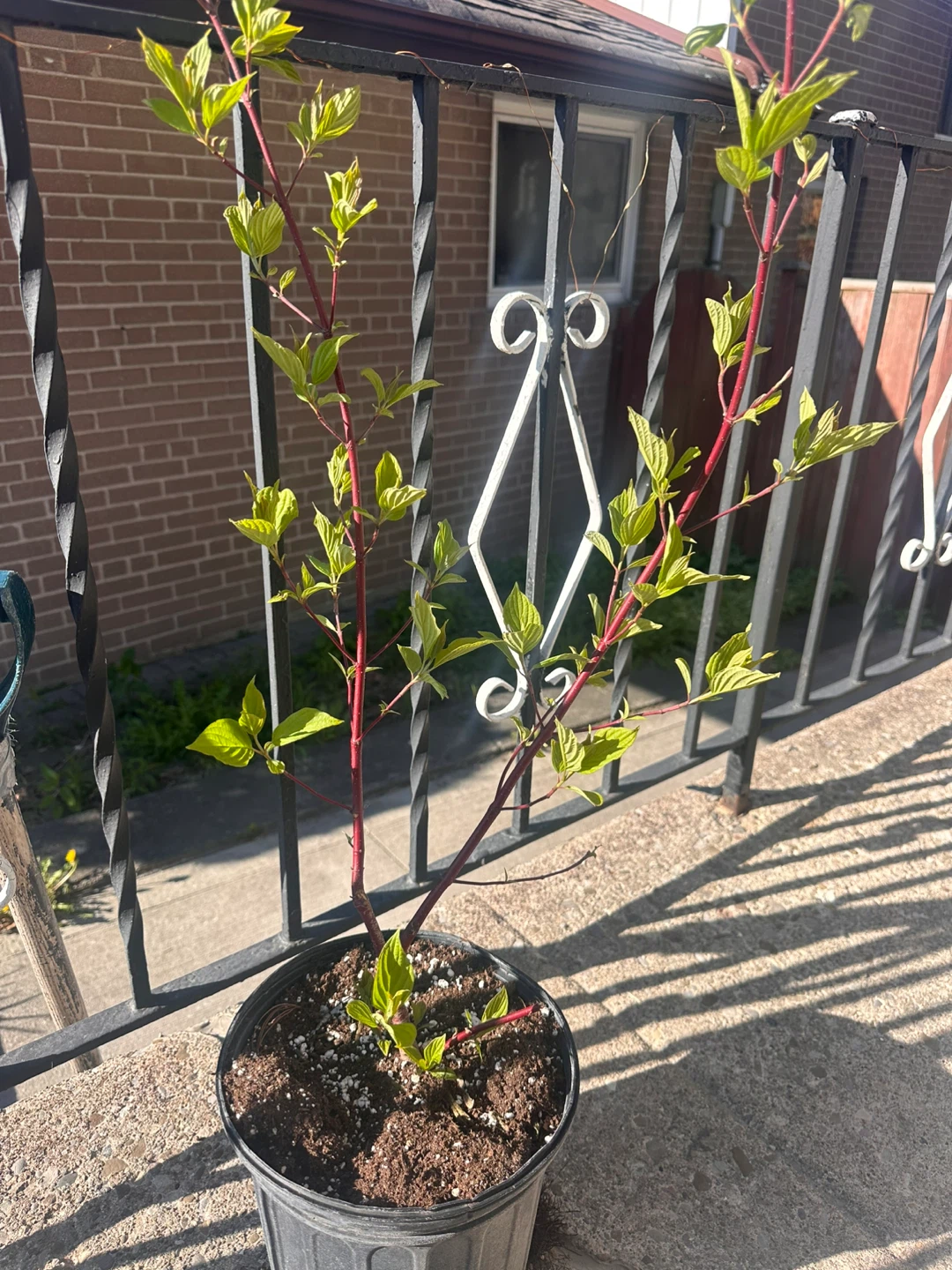 Nannyberry Viburnum lentago Plant - photo 2