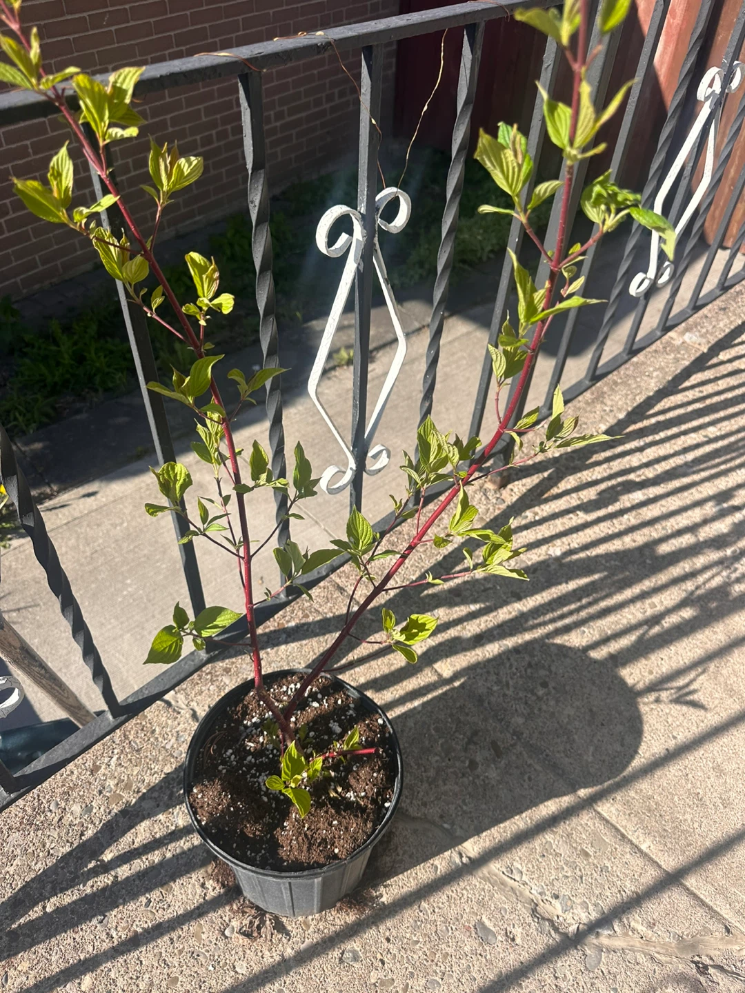 Nannyberry Viburnum lentago Plant