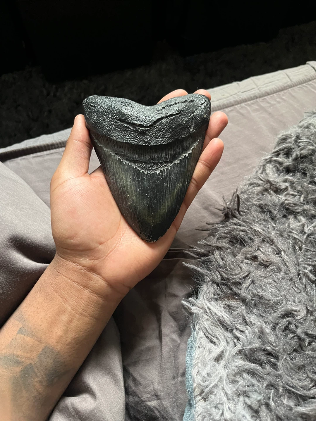Megalodon Shark Tooth Fossil replica