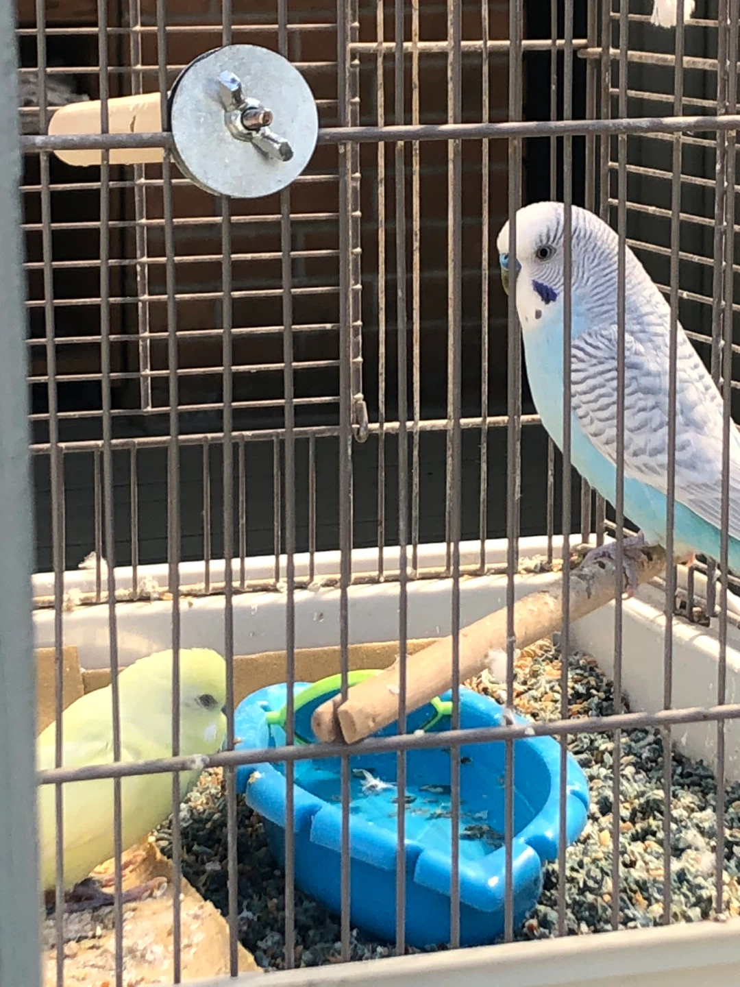 Large Bird Cage with Budgies - photo 2